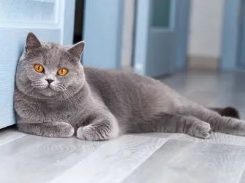 Do British Shorthair Cats Scratch Furniture? Vet-Verified Facts & FAQ