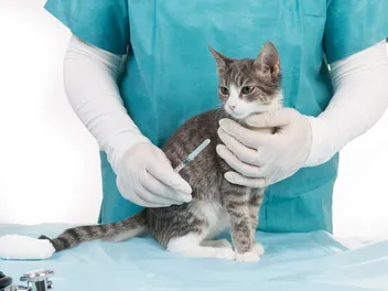 1-Year vs. 3-Year Rabies Vaccine for Cats: Which Is Better? (Vet Answer)