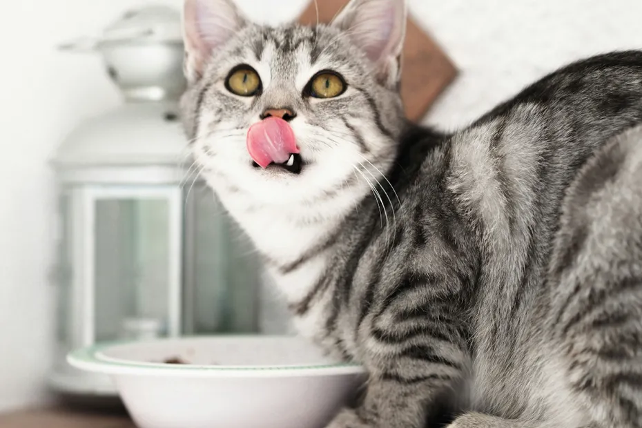 silver tabby cat eating in ceramic bowl