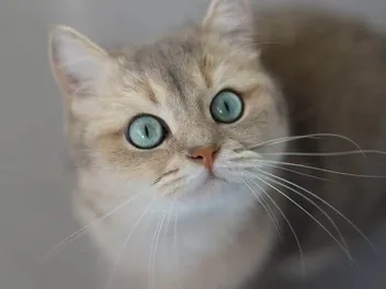 How Many Eyelids Do Cats Have? Vet-Reviewed Facts & FAQ (With Infographic)