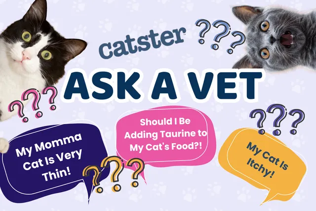 Ask Dr. Paola – Help! My Momma Cat Is Very Thin! (May 18, 2026)