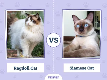 Ragdoll vs Siamese Cat: What’s the Difference? (With Pictures)