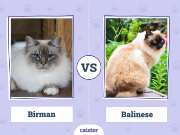 Birman Cat vs. Balinese Cat: Main Differences (With Pictures, Vet-Reviewed)
