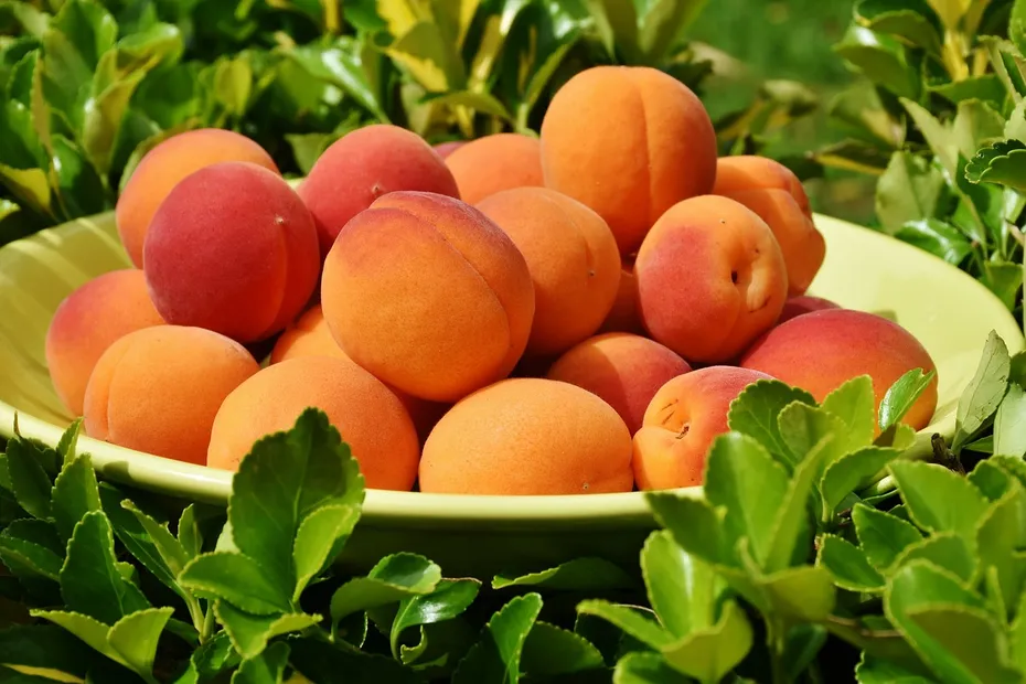 peaches on a bowl on grass