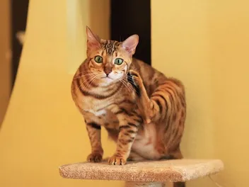 Can Cats Get Lice? Vet-Approved Facts & Treatment Tips