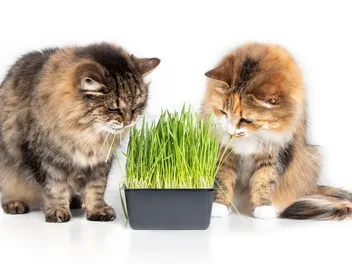 Is Cat Grass Good for Cats? Vet Approved Facts & Care Tips