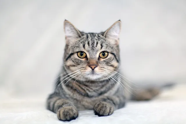 Why Do Tabby Cats Have an “M” on Their Forehead? Myth Vs Genetics (Vet-Reviewed)