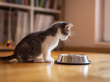Why Won’t My Cat Drink Water From Their Bowl? 6 Vet-Reviewed Reasons