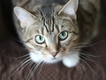 10 Types of Tabby Cat Colors & Patterns (With Pictures)