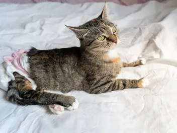 5 Amazing DIY Cat Diapers You Can Create at Home (With Pictures)