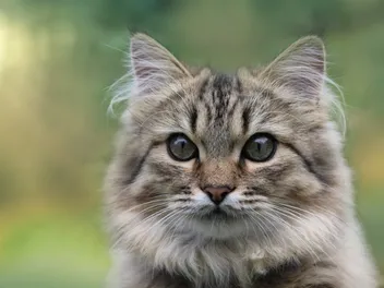 How to Tell Cat Gender By Face? 3 Vet-Approved Ways