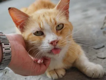 6 Vet-Reviewed Reasons Why Cats Drool & What to Do About It