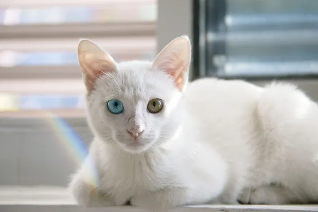 How Rare Is a Cat With Two Different Eye Colors? Vet-Reviewed Facts