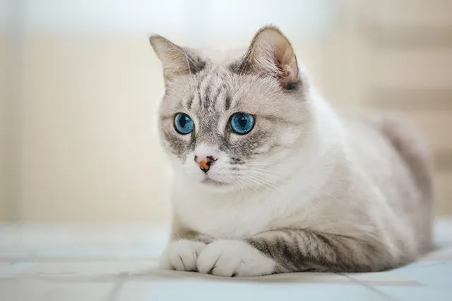 American Wirehair Cat Breed: Info, Pictures, Temperament & More