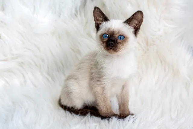 Siamese Kittens for Sale in Indiana: Breeders List 2026