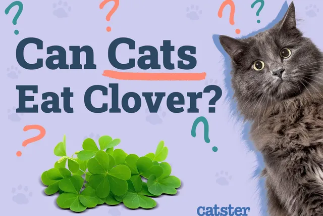 Can Cats Eat Clover? Common Herbs Examined