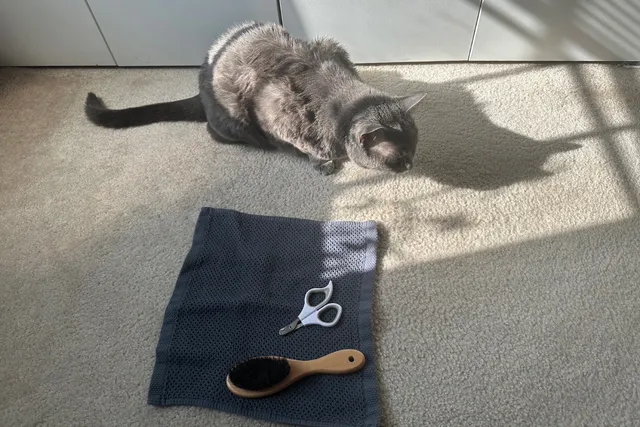 Cat Grooming Challenges: Olga’s Battle With the Brush