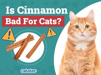 Is Cinnamon Bad for Cats? Vet-Reviewed Safety Facts