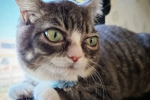 How One Tiny Rescue Cat Inspired a Bigger Mission - Meet Miss Winky, aka Sassy Toot