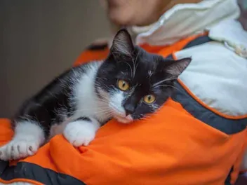 Fostering Shelter Cats: Our Vet Shares 10 Tips Before You Bring One Home