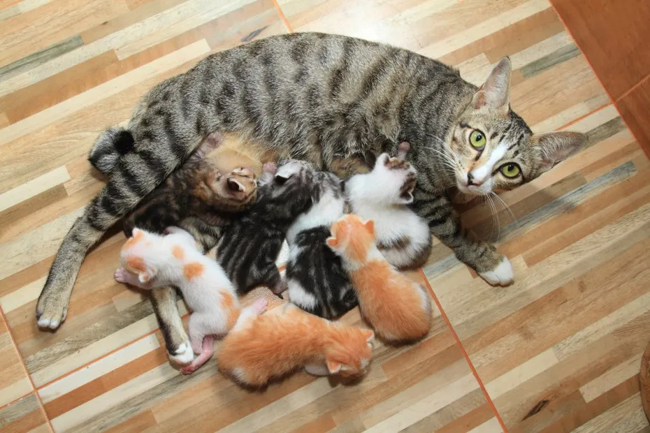 tabby mother cat feeding her kittens