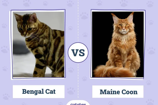 Bengal Cat vs. Maine Coon: Main Differences (With Pictures, Vet-Reviewed)