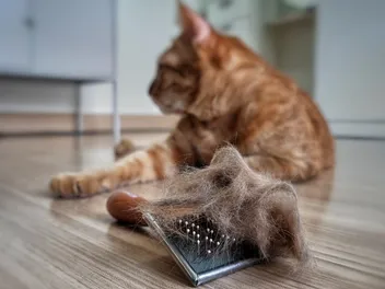 Why Is My Cat Losing Hair? 8 Causes & Treatments (Vet Approved)