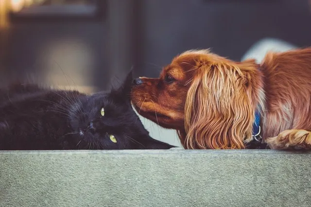 18 Reasons Why Cats Are Better Than Dogs