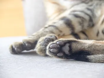 Cat Paw Pads: Vet-Verified Anatomy & Functions Explained (With Diagram)