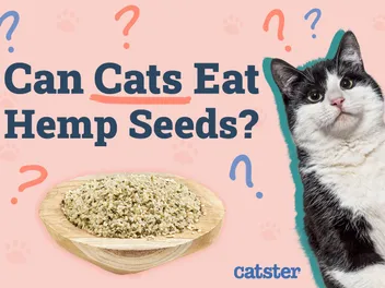 Can Cats Eat Hemp Seeds? Vet-Reviewed Facts & FAQ