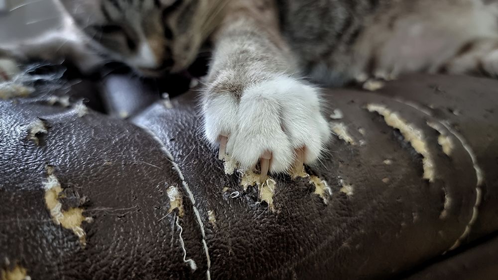 close up cat claws scratching leather sofa