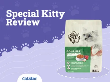Special Kitty Cat Food Review of 2026: Recalls, Pros & Cons