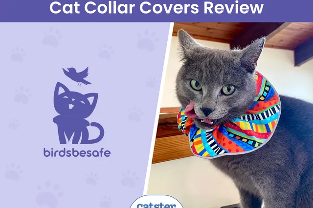 Birdsbesafe Breakaway Collar & Cover Review 2026: A Detailed Look