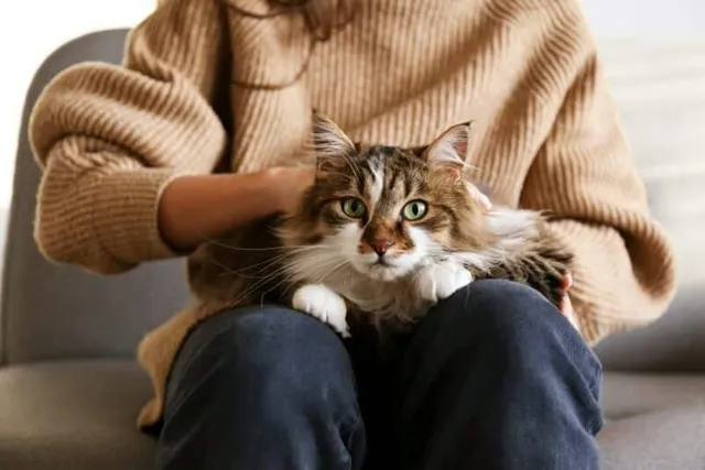 Why Do Cats Like Sitting on Laps? 5 Vet-Verified Reasons