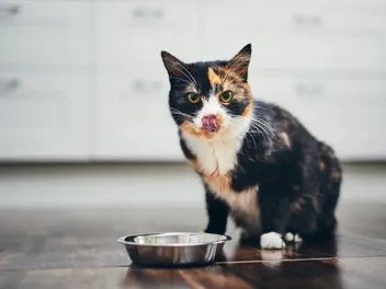 5 Best Vegan Cat Foods (2026) - Reviews & Top Picks