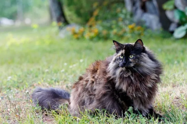 Tortoiseshell Norwegian Forest Cat: Info, Facts, Pictures & History