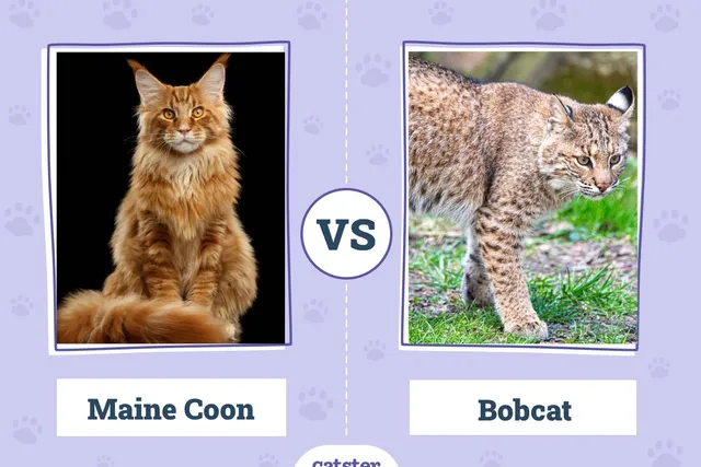 Maine Coon vs Bobcat: What’s the Difference? (With Pictures)