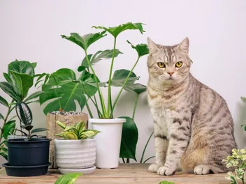 How to Cat-Proof Plants: 15 Vet-Reviewed Tips