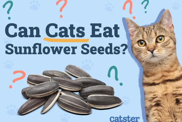 Can Cats Eat Sunflower Seeds? Vet-Verified Nutrition Facts & Considerations