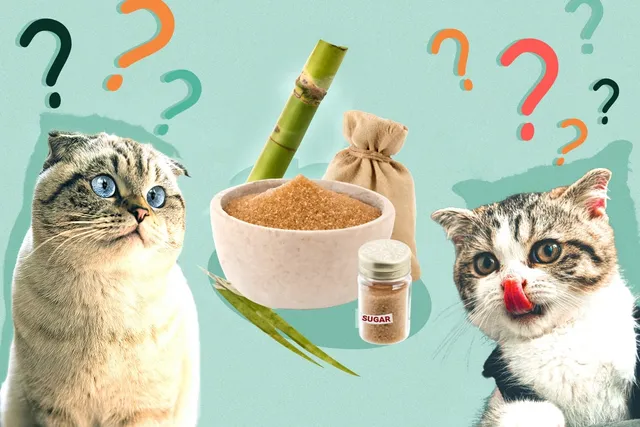 Can Cats Eat Sugar? Nutrition Facts & FAQ (Vet Answer)