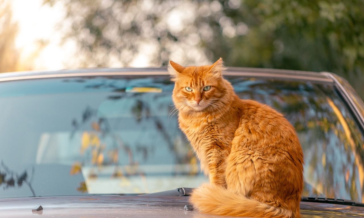 orange cat sitting on a car