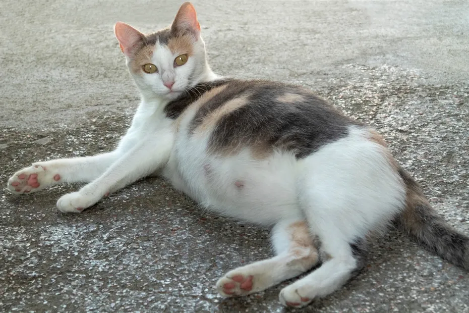 pregnant cat on the ground