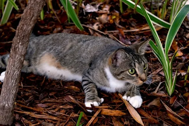Why Does My Cat Wiggle Before They Pounce? 4 Vet-Reviewed Reasons
