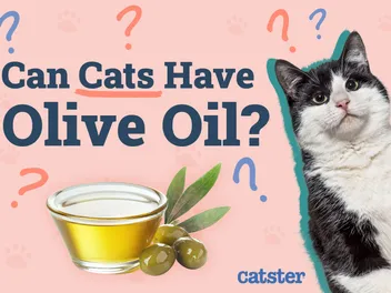 Can Cats Have Olive Oil? Vet-Approved Nutritional Facts & FAQ