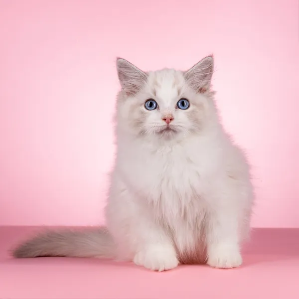 Lilac lynx point Ragdoll cat