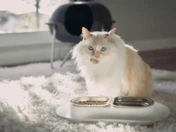 How to Switch Cat Foods: Vet Approved Tips for Transitioning Your Cat’s Diet