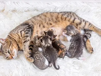How Many Kittens Can a Cat Have? Vet Verified Facts & FAQ