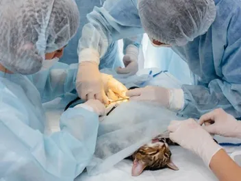 How Does a Cat Neutering Procedure Work? Vet-Reviewed Facts & Care Tips