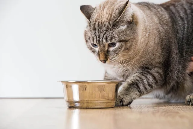 Why Does My Cat Try to Bury Her Food? 3 Vet-Reviewed Reasons for This Behavior