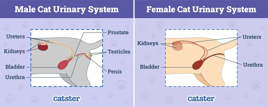 Male-vs-Female-Cat-Urinary-System